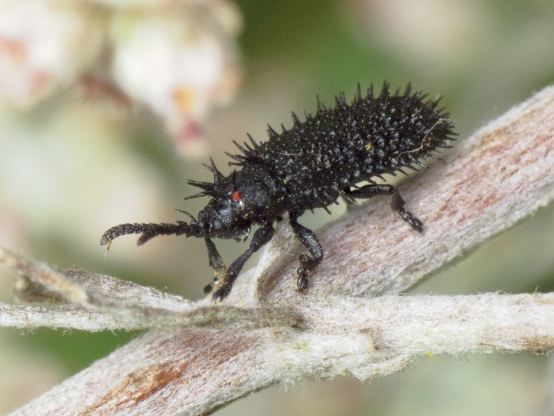 Hispa atra Linnaeus, 1767